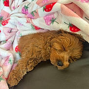 Chloe joined the competition — help win amazing prizes! puppy, dog, sleeping, blanket, strawberry_pattern, brown_fur, curly_fur, leather_surface, cozy, cute, pet, resting, indoor, animal, snuggled, fur_texture, soft, relaxed, domestic_animal, companion
