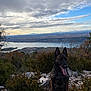 animal, bushes, canine, cloudy_sky, daytime, dog, forest_edge, hills, lake, landscape, mountain_view, nature, outdoor, pet, rocky_terrain, scenery, serene, sitting, tongue_out, wildlife