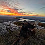 Athena a rejoint le concours — aidez-le/la à gagner de superbes lots ! animal, canine, clouds, dog, evening, grass, happy, hilltop, landscape, mountain, nature, outdoor, relaxing, river, rocks, scenery, scenic_view, sky, smiling, sunset