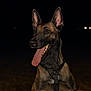 Athena participe au concours pour gagner de l'argent avec cette photo : alert, animal, black, brown, canine, closeup, dark_background, dog, ears, fur, happy, harness, looking_away, night, outdoor, paws, pet, portrait, rock, tongue