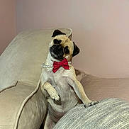 Luna joined the competition — help win amazing prizes! dog, pug, pet, pearl_necklace, red_bow_tie, couch, beige, furniture, indoor, cute, portrait, animal, head_tilt, paw, fur, small_dog, looking, sitting, domestic_animal, cozy