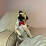dog, pug, pet, pearl_necklace, red_bow_tie, couch, beige, furniture, indoor, cute, portrait, animal, head_tilt, paw, fur, small_dog, looking, sitting, domestic_animal, cozy