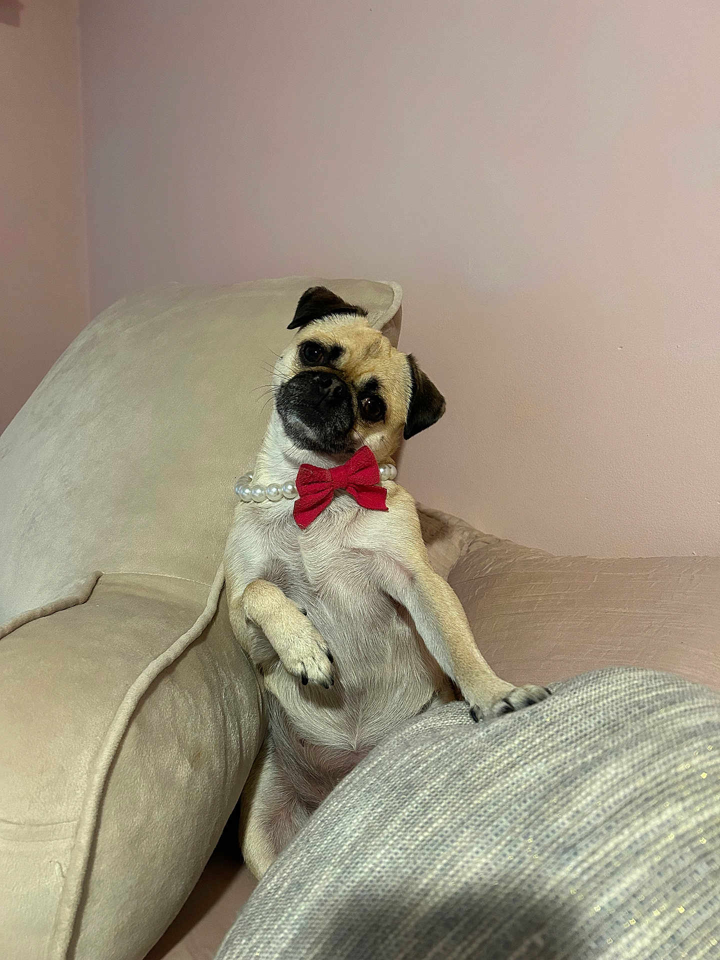 Luna joined the competition — help win amazing prizes! dog, pug, pet, pearl_necklace, red_bow_tie, couch, beige, furniture, indoor, cute, portrait, animal, head_tilt, paw, fur, small_dog, looking, sitting, domestic_animal, cozy