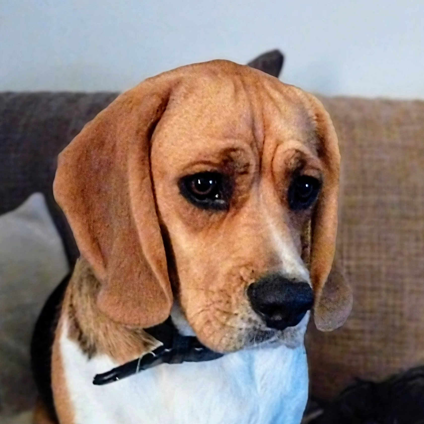 Twinny a rejoint le concours — aidez-le/la à gagner de superbes lots ! animal, beagle, black, black_nose, brown, canine, closeup, collar, companion, couch, dog, ears, expression, face, fur, indoor, looking_down, pet, sad, white