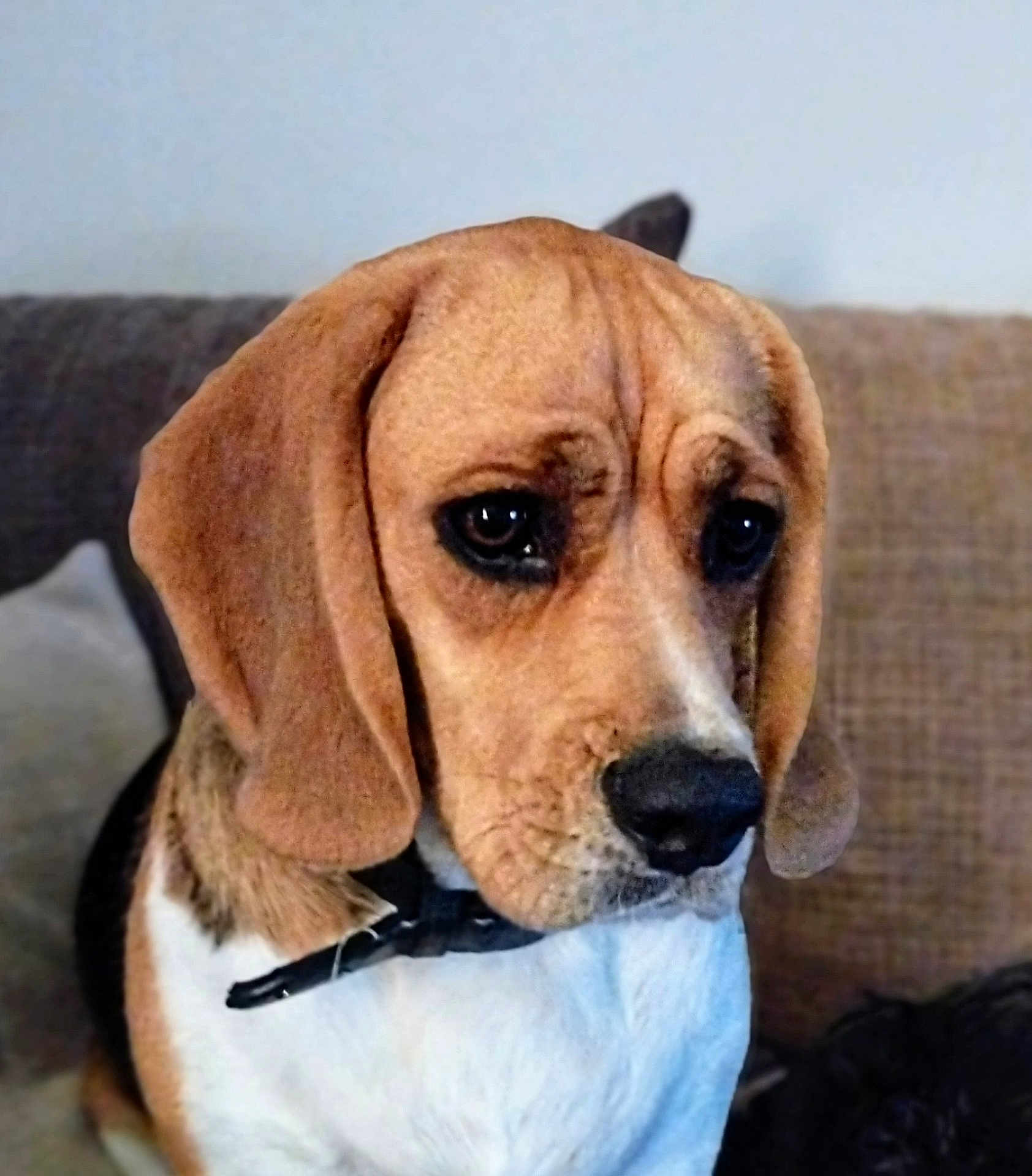 Twinny a rejoint le concours — aidez-le/la à gagner de superbes lots ! dog, beagle, pet, canine, ears, face, fur, black_nose, couch, indoor, animal, expression, sad, looking_down, collar, brown, white, black, closeup, companion