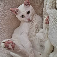 Moon a rejoint le concours — aidez-le/la à gagner de superbes lots ! cat, white_cat, pet, animal, paw, pink_paw_pads, fur, relaxed, lounging, blanket, soft_texture, indoor, cozy, cute, looking_at_camera, whiskers, ears, tail, resting, close_up