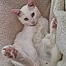cat, white_cat, pet, animal, paw, pink_paw_pads, fur, relaxed, lounging, blanket, soft_texture, indoor, cozy, cute, looking_at_camera, whiskers, ears, tail, resting, close_up
