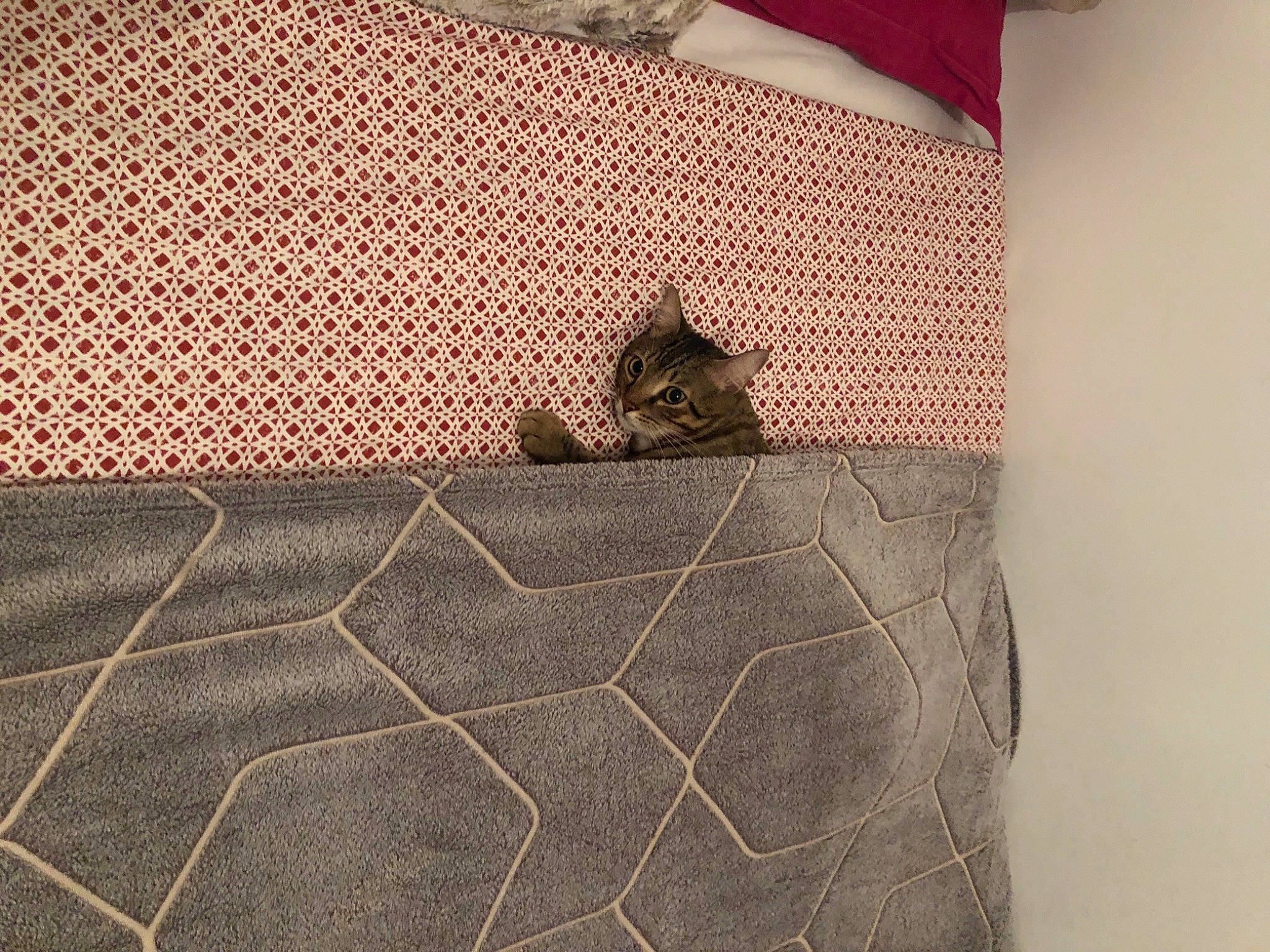 Ciro participe au concours pour gagner de l'argent avec cette photo : beige, brown, cobblestone, fawn, flagstone, fox_squirrel, great_horned_owl, grey, grey_squirrel, ground_squirrels, linens, mesh, natural_material, pattern, shadow, squirrel, terrestrial_animal, textile