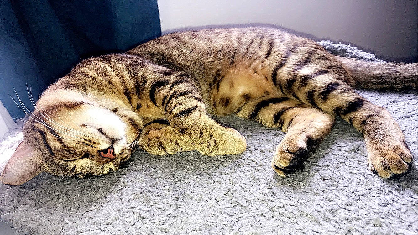 Ciro a rejoint le concours — aidez-le/la à gagner de superbes lots ! carnivore, cat, claw, comfort, domestic_short_haired_cat, facial_expression, felidae, fur, nap, organism, paw, sleep, small_to_medium_sized_cats, snout, tabby_cat, terrestrial_animal, vertebrate, whiskers