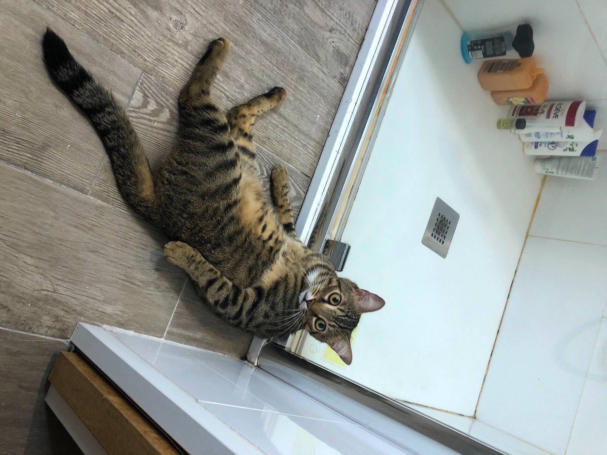 Ciro participe au concours pour gagner de l'argent avec cette photo : carnivore, cat, domestic_short_haired_cat, felidae, flooring, fur, paw, small_to_medium_sized_cats, snout, tabby_cat, tail, terrestrial_animal, tile, vertebrate, whiskers