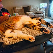 Kitty Kat Mama joined the competition — help win amazing prizes! cat, stretching, blanket, recliner, person, living_room, couch, plant, curtains, television, relaxed, feline, paws, indoor, furniture, home, cozy, orange_tabby, comfort, resting