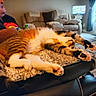 cat, stretching, blanket, recliner, person, living_room, couch, plant, curtains, television, relaxed, feline, paws, indoor, furniture, home, cozy, orange_tabby, comfort, resting