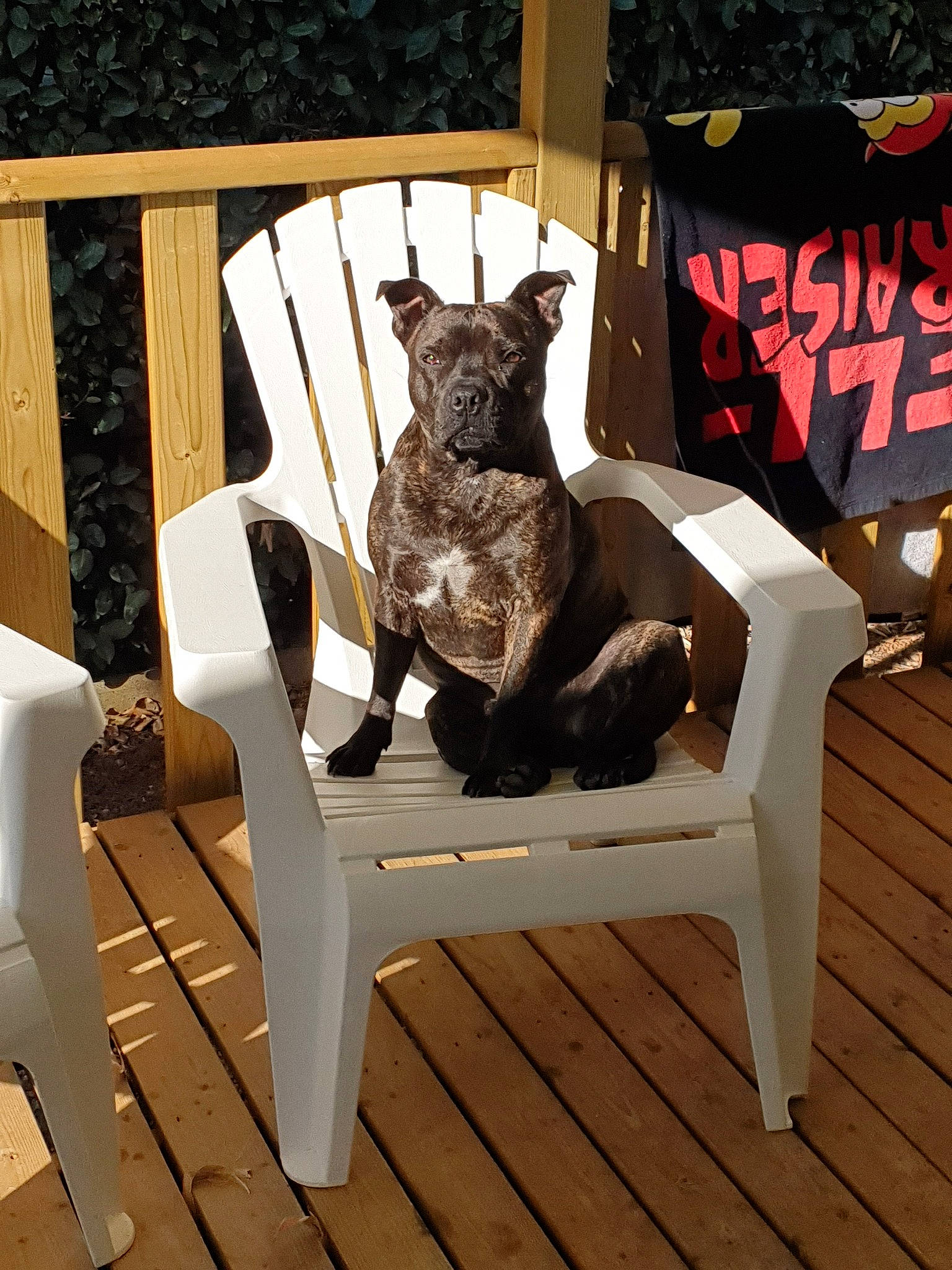 Nox a rejoint le concours — aidez-le/la à gagner de superbes lots ! canidae, carnivore, chair, dog, fawn, french_bulldog, furniture, non_sporting_group, table, tail, wood