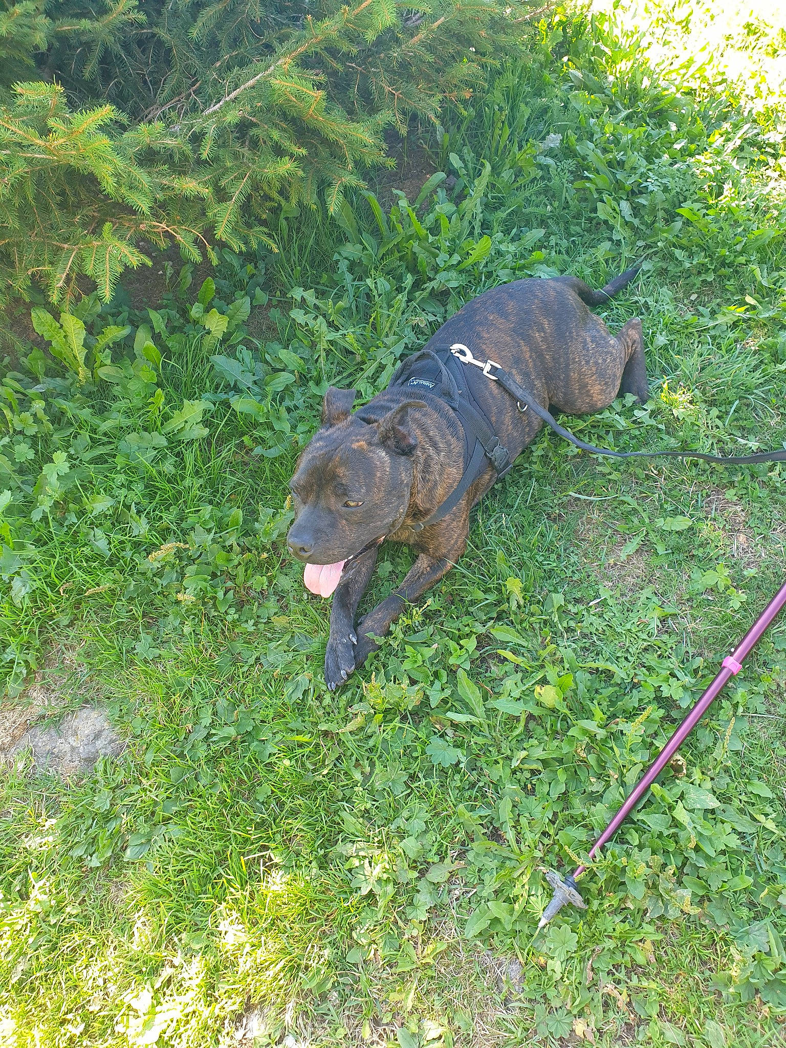 Nox a rejoint le concours — aidez-le/la à gagner de superbes lots ! american_pit_bull_terrier, canidae, carnivore, dog, dog_breed, fawn, grass, sporting_group