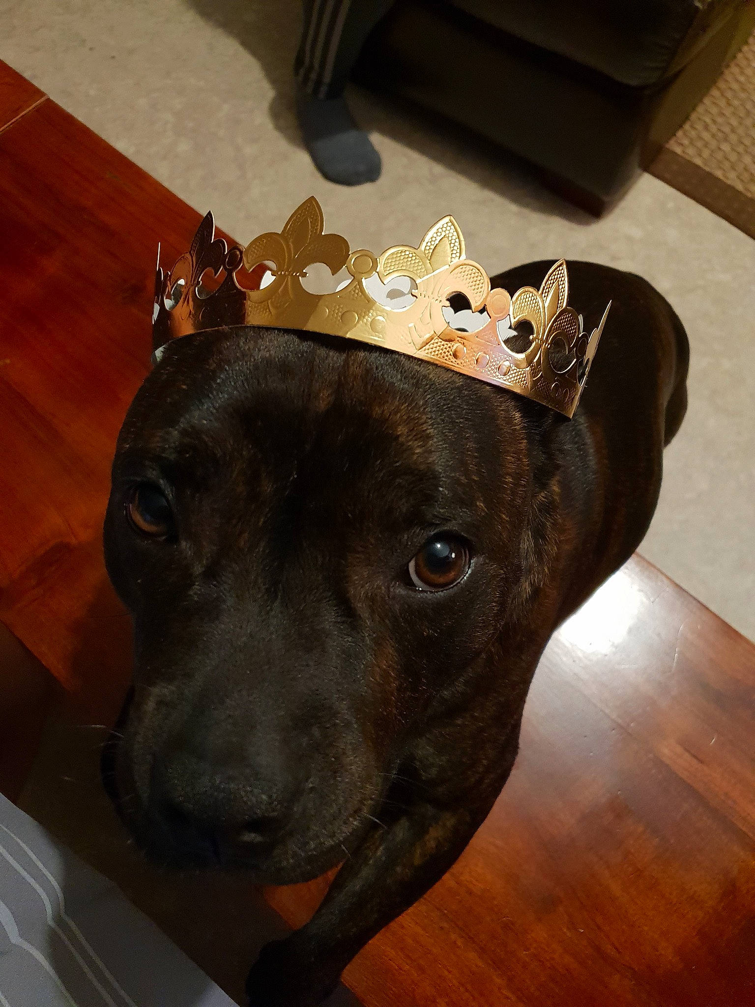 Nox participe au concours pour gagner de l'argent avec cette photo : american_pit_bull_terrier, canidae, carnivore, dog, dog_breed, ear, fawn, non_sporting_group, snout, staffordshire_bull_terrier, whiskers