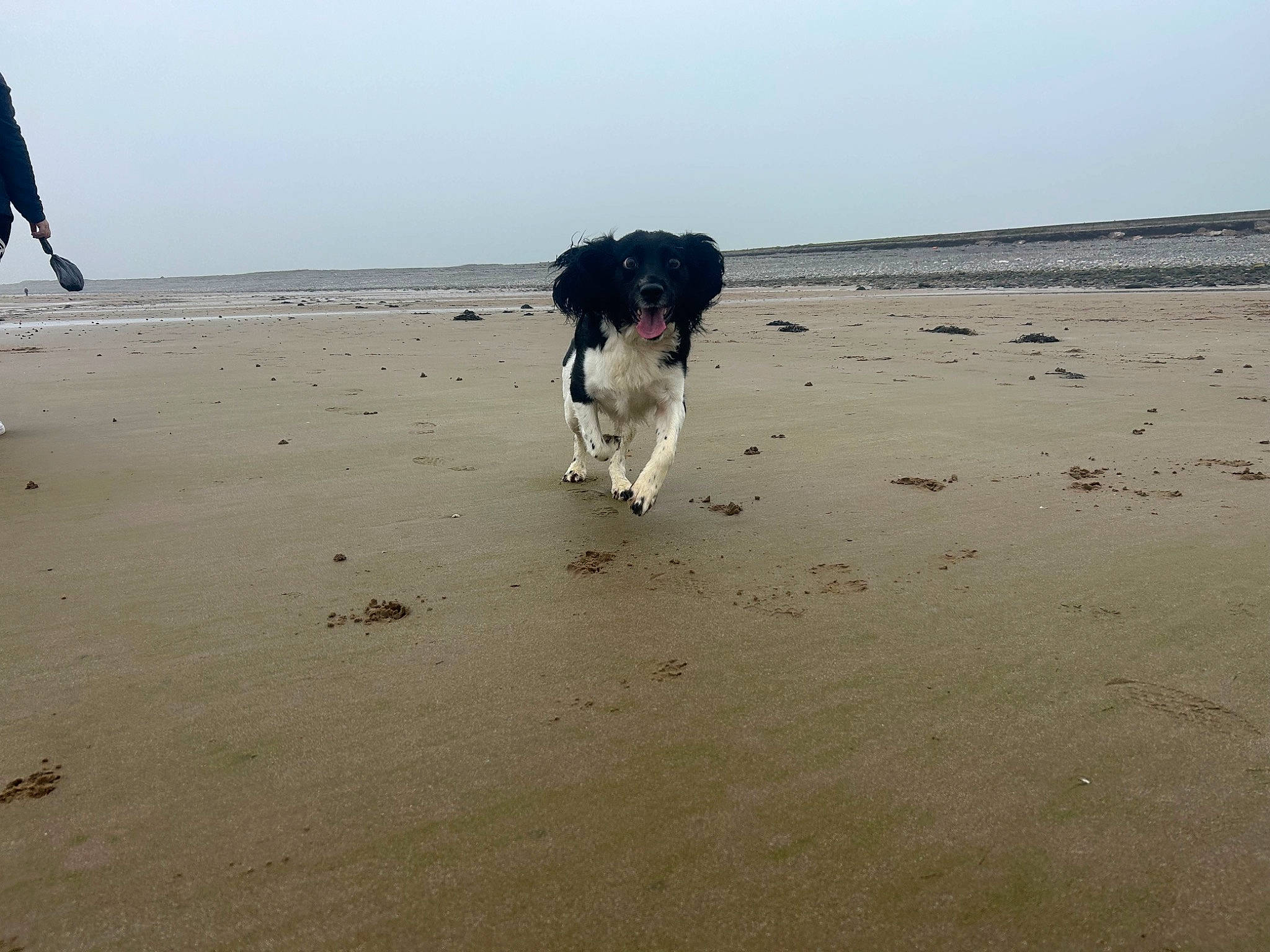 Toby joined the competition — help win amazing prizes! beach, canidae, carnivore, coast, companion_dog, dog, dog_breed, fun, gun_dog, herding_dog, horizon, landscape, ocean, sand, sky, sporting_group, water, wave, wind_wave, working_animal