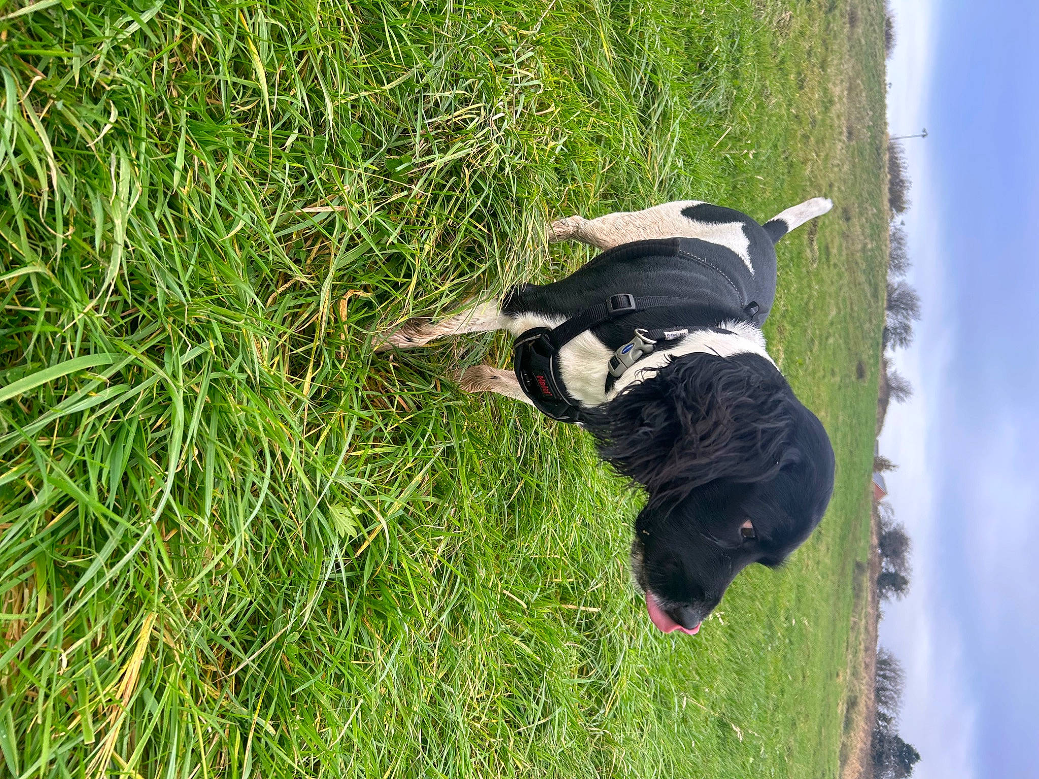 Toby joined the competition — help win amazing prizes! carnivore, cloud, dog, dog_breed, grass, grass_family, grassland, groundcover, landscape, leisure, meadow, pasture, people_in_nature, plant, shrub, sky, sporting_group, tail, tree, water