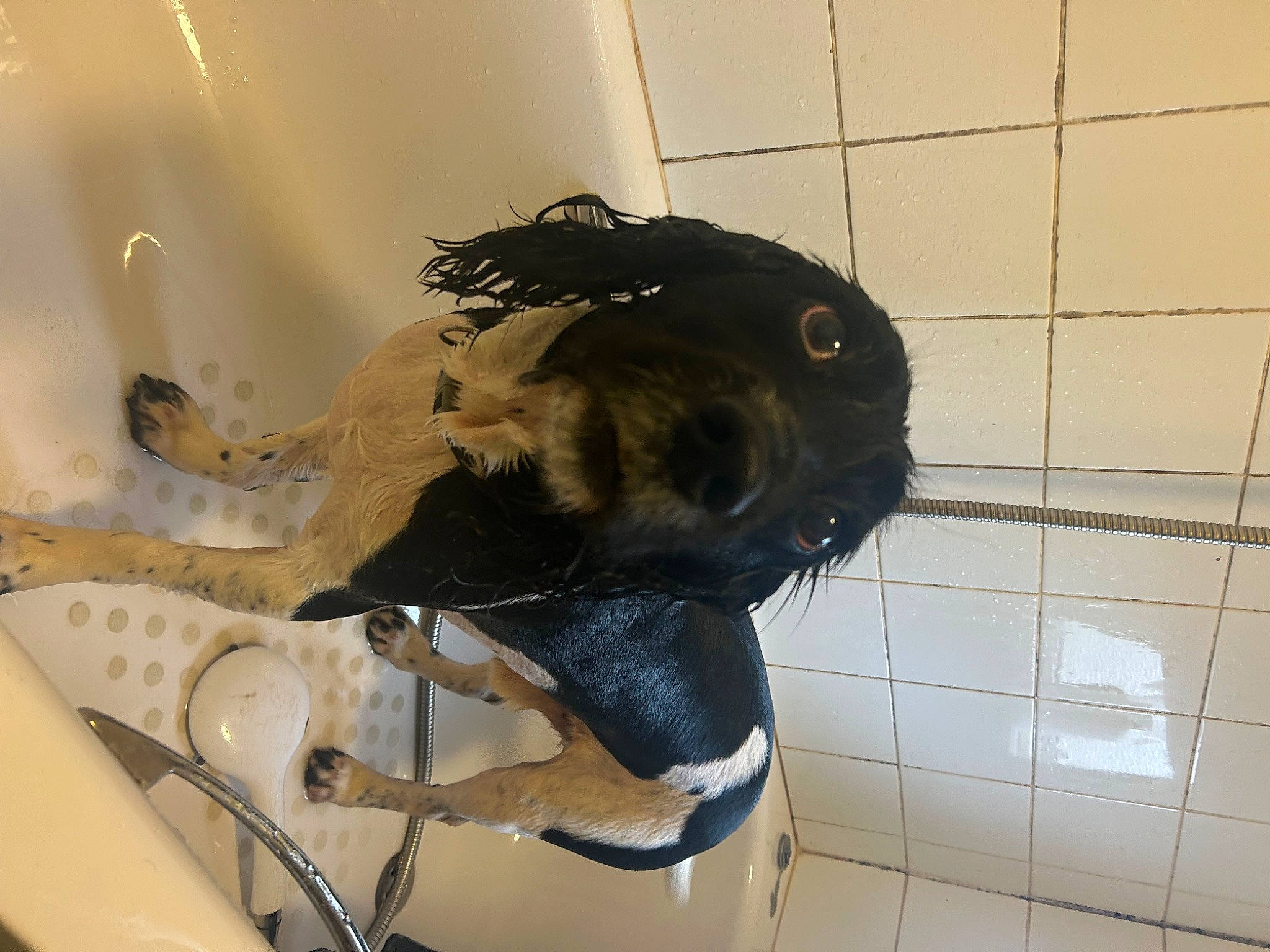 Toby is registered to the contest to win money with this photo: amphibian, art, canidae, carnivore, dog_breed, fawn, fur, guard_dog, jaw, personal_protective_equipment, sculpture, snout, sporting_group, terrestrial_animal, working_animal