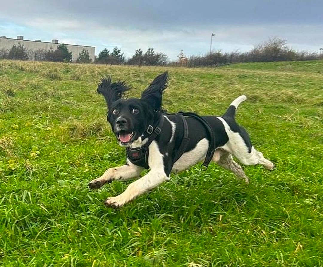 Toby joined the competition — help win amazing prizes! borador, canidae, carnivore, cloud, collar, companion_dog, dog, dog_breed, dog_collar, grass, grassland, herding_dog, pasture, plant, sky, sporting_group, tail, tree, working_animal, working_dog