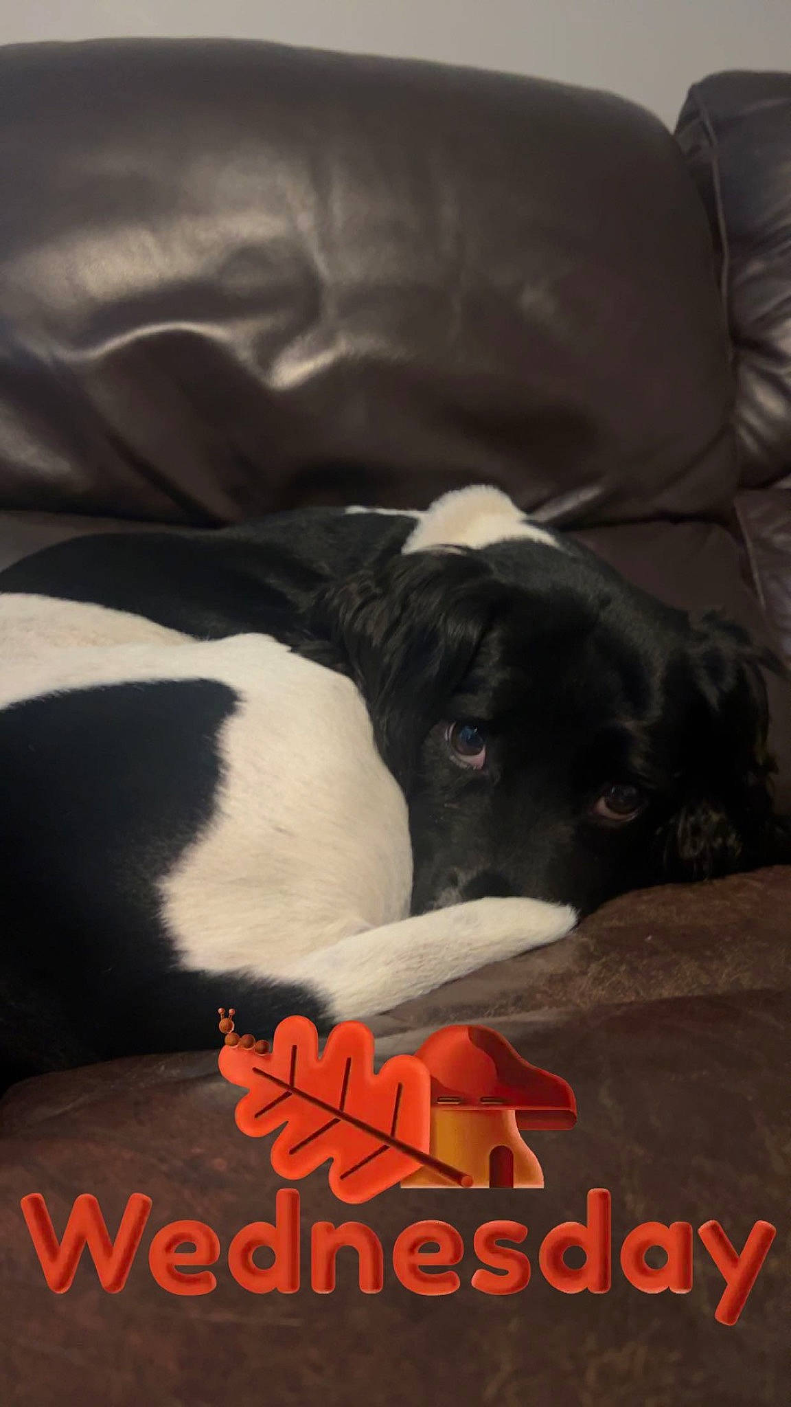 Toby is registered to the contest to win money with this photo: canidae, carmine, carnivore, comfort, companion_dog, couch, dog, dog_breed, font, fur, linens, nap, non_sporting_group, photo_caption, publication, snout, sporting_group, terrestrial_animal, working_animal