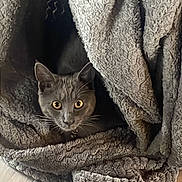 Sushi a rejoint le concours — aidez-le/la à gagner de superbes lots ! cat, gray_cat, blanket, soft_texture, cozy, indoor, pet, fur, whiskers, ears, floor, wooden_floor, cute, animal, mammal, domestic, curious, resting, hidden, comfort
