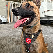 Efe participe au concours pour gagner de l'argent avec cette photo : dog, tongue, harness, indoor, garage, car, floor, happy, pet, animal, ears, brown_fur, black_muzzle, collar, sitting, metal, wall, vehicle, workshop, equipment