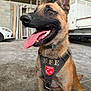 dog, tongue, harness, indoor, garage, car, floor, happy, pet, animal, ears, brown_fur, black_muzzle, collar, sitting, metal, wall, vehicle, workshop, equipment