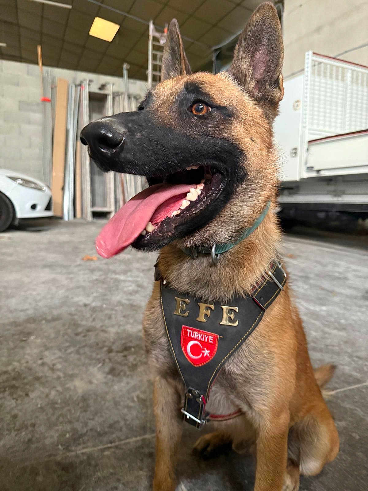 Efe participe au concours pour gagner de l'argent avec cette photo : dog, tongue, harness, indoor, garage, car, floor, happy, pet, animal, ears, brown_fur, black_muzzle, collar, sitting, metal, wall, vehicle, workshop, equipment