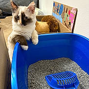 Princess joined the competition — help win amazing prizes! cat, kitten, animal, pet, feline, blue_litter_box, cat_litter, litter_scoop, indoor, home, cardboard_box, toy, painting, sitting, paws, whiskers, blue_eyes, fluffy, portrait, funny