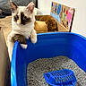 cat, kitten, animal, pet, feline, blue_litter_box, cat_litter, litter_scoop, indoor, home, cardboard_box, toy, painting, sitting, paws, whiskers, blue_eyes, fluffy, portrait, funny
