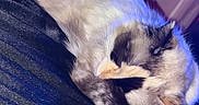 Princess is registered to the contest to win money with this photo: cat, sleeping, colorpoint, fluffy, long_hair, white_fur, dark_fur, blue_lighting, purple_lighting, indoors, blanket, cozy, relaxed, paws, pink_nose, whiskers, ears, pet, portrait, nightclub_vibe