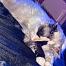 cat, sleeping, colorpoint, fluffy, long_hair, white_fur, dark_fur, blue_lighting, purple_lighting, indoors, blanket, cozy, relaxed, paws, pink_nose, whiskers, ears, pet, portrait, nightclub_vibe