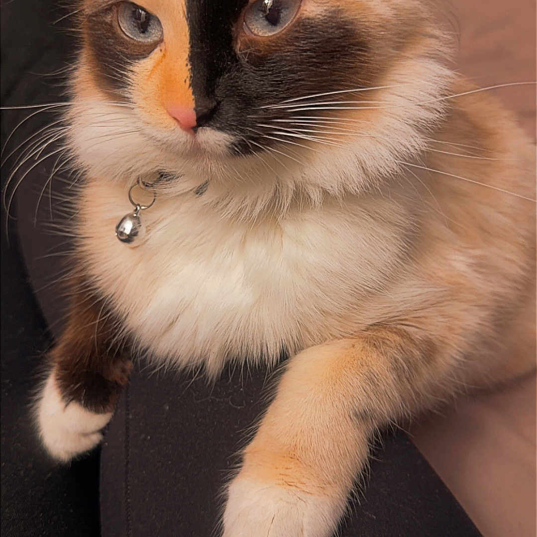 Princess