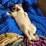 Princess joined the competition — help win amazing prizes! cat, kitten, fluffy, cream_colored, blue_blanket, purple_blanket, gray_blanket, brown_blanket, lying_down, belly_up, relaxed, sleepy, indoor, couch, cozy, pet, animal, long_hair, face, portrait
