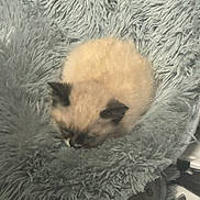 Momo is registered to the contest to win money with this photo: animal, bed, cat, comfort, cozy, cute, feline, fluffy, fur, gray, indoor, kitten, mammal, pet, resting, round, siamese, sleeping, small, soft