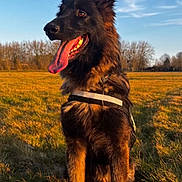 Sheyko a rejoint le concours — aidez-le/la à gagner de superbes lots ! dog, german_shepherd, outdoor, field, grass, sunlight, blue_sky, trees, animal, pet, canine, tongue_out, sitting, nature, daylight, portrait, happy, fur, collar, sky