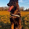 dog, german_shepherd, outdoor, field, grass, sunlight, blue_sky, trees, animal, pet, canine, tongue_out, sitting, nature, daylight, portrait, happy, fur, collar, sky