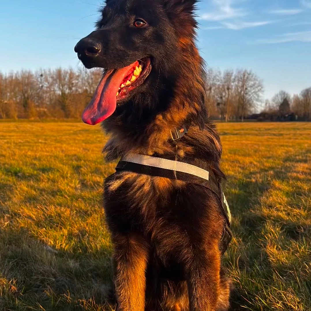 Sheyko
