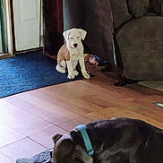 Kilo joined the competition — help win amazing prizes! animal, brown_dog, carpet, collar, couch, cozy, dog, door, floor, furniture, home, indoor, mat, pet, puppy, rug, sitting, sniffing, white_and_brown_puppy, wooden_floor