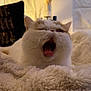 cat, yawning, fluffy, blanket, cozy, indoor, pet, feline, whiskers, soft_lighting, home, relaxing, decor, fur, closeup, cute, comfortable, animal, sleepy, warm
