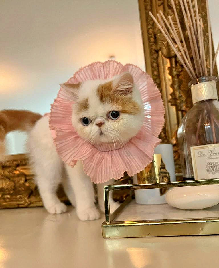 Lily is registered to the contest to win money with this photo: bottle, cabinetry, carnivore, cat, cooking, drawer, fawn, felidae, fur, home_accessories, kitchen_appliance, paw, peach, photo_caption, room, shelving, small_to_medium_sized_cats, tap, whiskers, wood