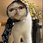 Lily is registered to the contest to win money with this photo: cat, scarf, white_fur, orange_fur, wide_eyes, whiskers, kitchen_counter, flower_vase, flowers, indoor, close_up, pet, animal, curious, portrait, feline, standing, fashion, accessory, cute