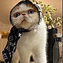 cat, scarf, white_fur, orange_fur, wide_eyes, whiskers, kitchen_counter, flower_vase, flowers, indoor, close_up, pet, animal, curious, portrait, feline, standing, fashion, accessory, cute