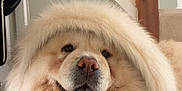 Minnie joined the competition — help win amazing prizes! animal, architecture, building, canine, chow, dog, door, eskimodog, furniture, hound, husky, indoors, interiordesign, livingroom, person, pet, puppy, room, sleeping, whitedog