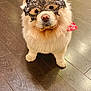 Minnie joined the competition — help win amazing prizes! accessories, animal, canine, chow, dog, eskimodog, hardwood, headband, homedecor, husky, indoors, interiordesign, pet, puppy, rug, slate, strap, tile, whitedog, wood