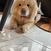Minnie joined the competition — help win amazing prizes! animal, canine, chow, dog, indoors, interiordesign, pet, puppy, whitedog, wood