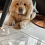 animal, canine, chow, dog, indoors, interiordesign, pet, puppy, whitedog, wood