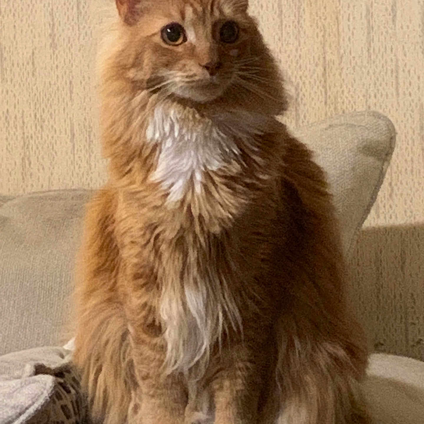 Baby joined the competition — help win amazing prizes! alert, animal, cat, couch, cute, domestic, ears, fluffy, fur, furniture, indoor, orange_cat, paw, pet, portrait, relaxed, sitting, tail, whiskers, white_fur