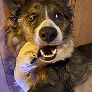 Zoé a rejoint le concours — aidez-le/la à gagner de superbes lots ! animal, brown, canine, chewing, closeup, cute, dog, ears, expression, fur, happy, indoor, muzzle, paw, pet, playful, teeth, tongue, white, wooden_floor