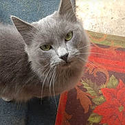 Smokey joined the competition — help win amazing prizes! animal, cat, close_up, colorful, companion, curious, cute, domestic_cat, feline, floor, fur, gray_cat, green_eyes, indoor, looking_up, mammal, patterned_rug, pet, rug, whiskers